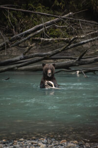 Grizzly bear eating a fish in the river
