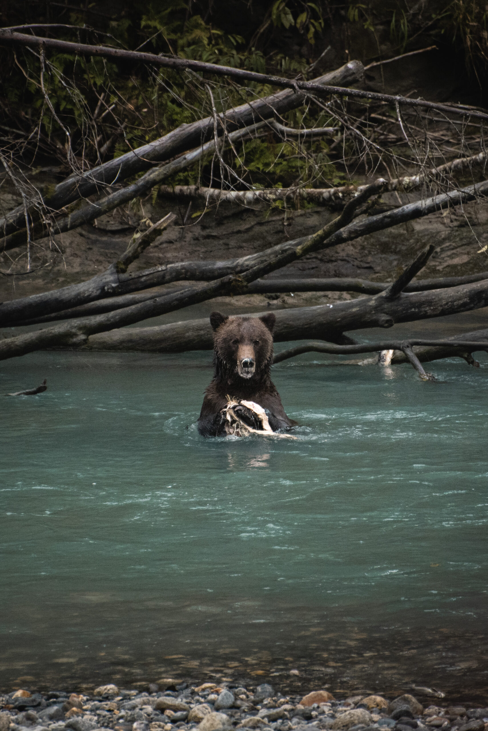 Grizzly bear eating a fish in the river