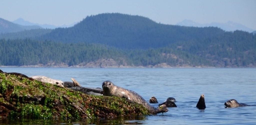 some sea lions are swimming in the water