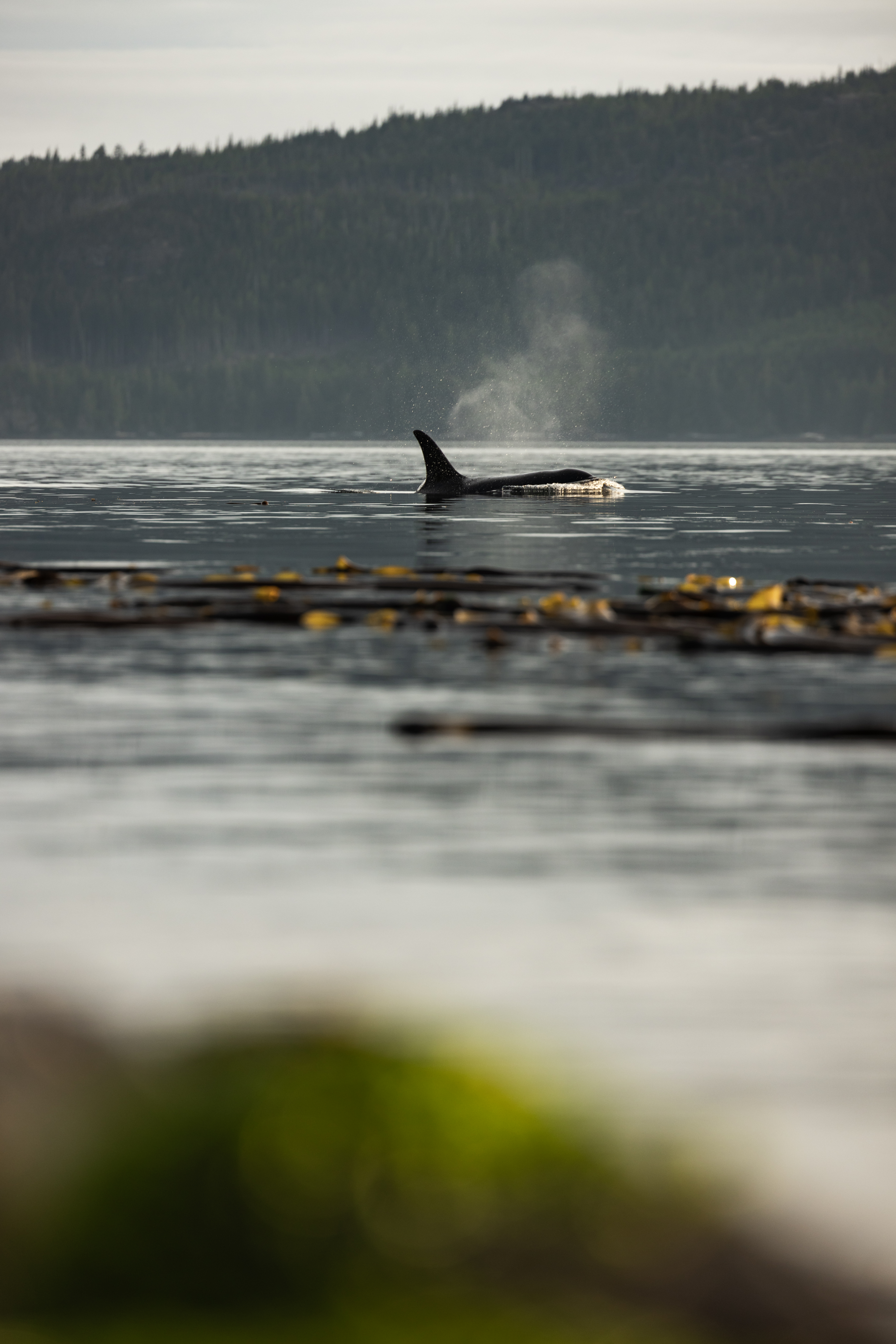 Two sea kayakers in Johnstone Strait