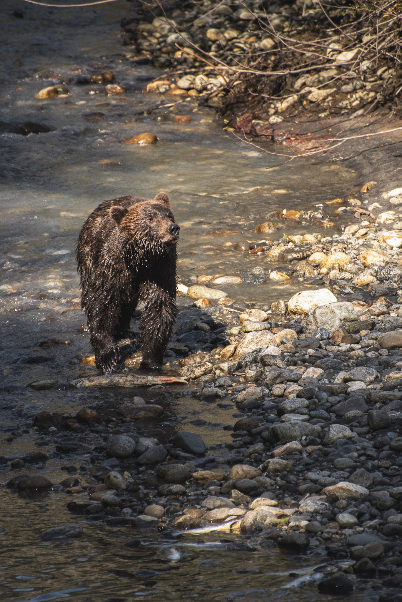 A grizzly bear in Toba Inlet