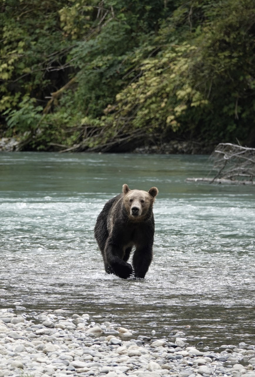 Grizzly Bear