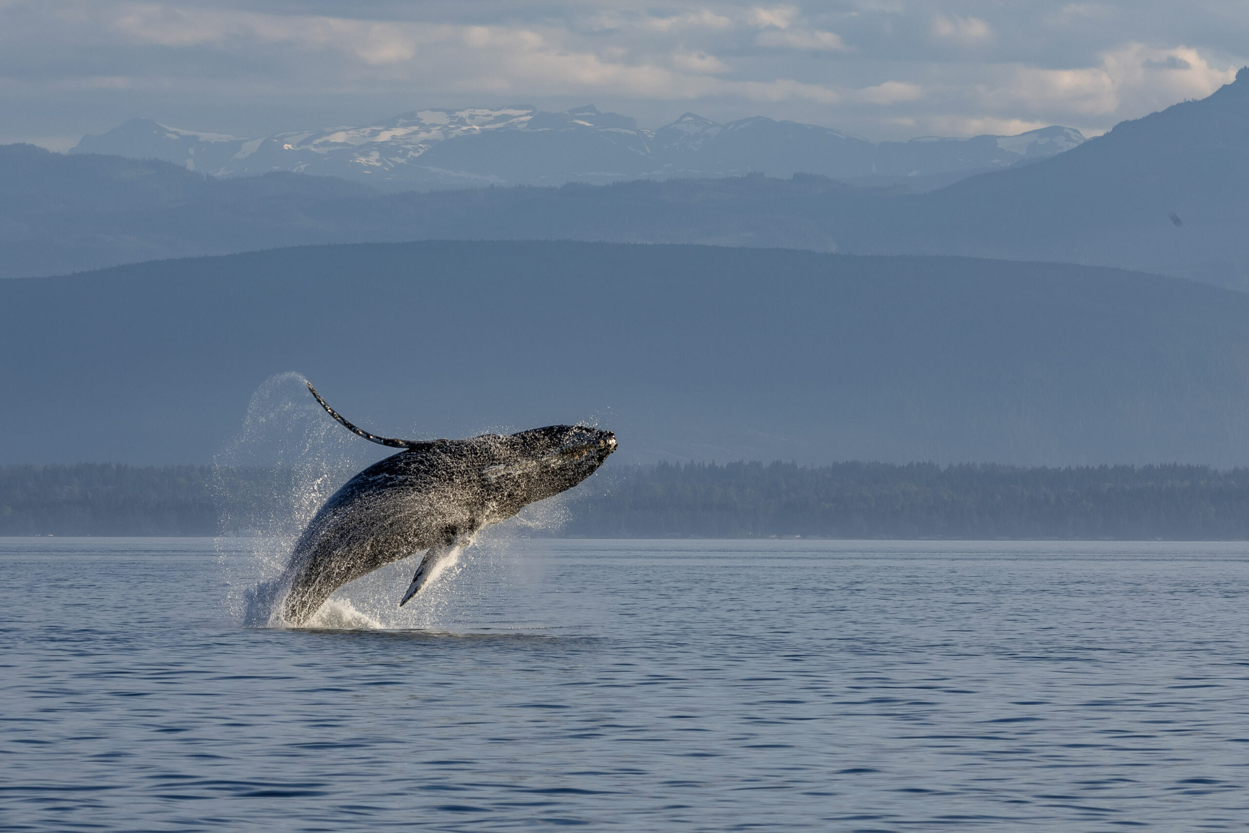 a humpback whale breaching