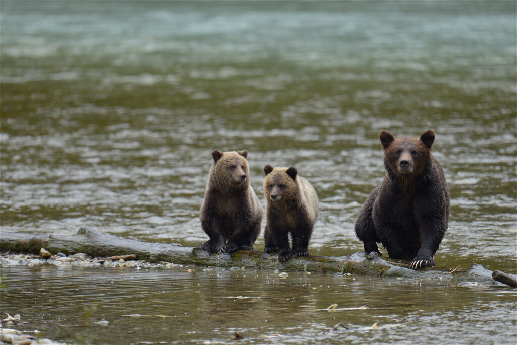 Grizzly bear sow and cubs