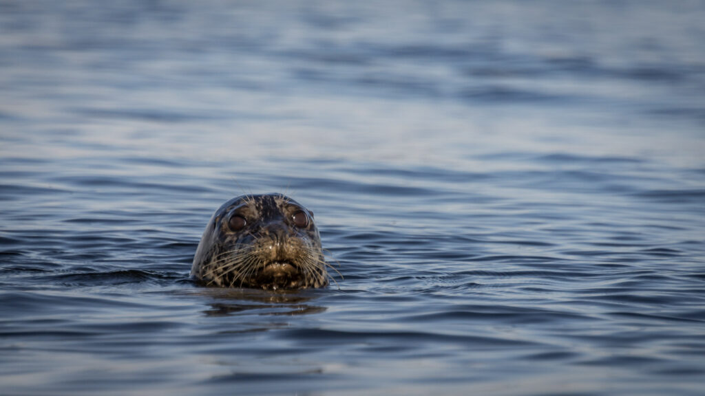 Harbour seal peeking above the water in Desolation Sound