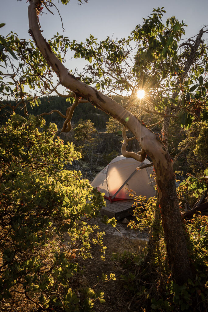 Tent pitched beneath an arbutus tree at sunset