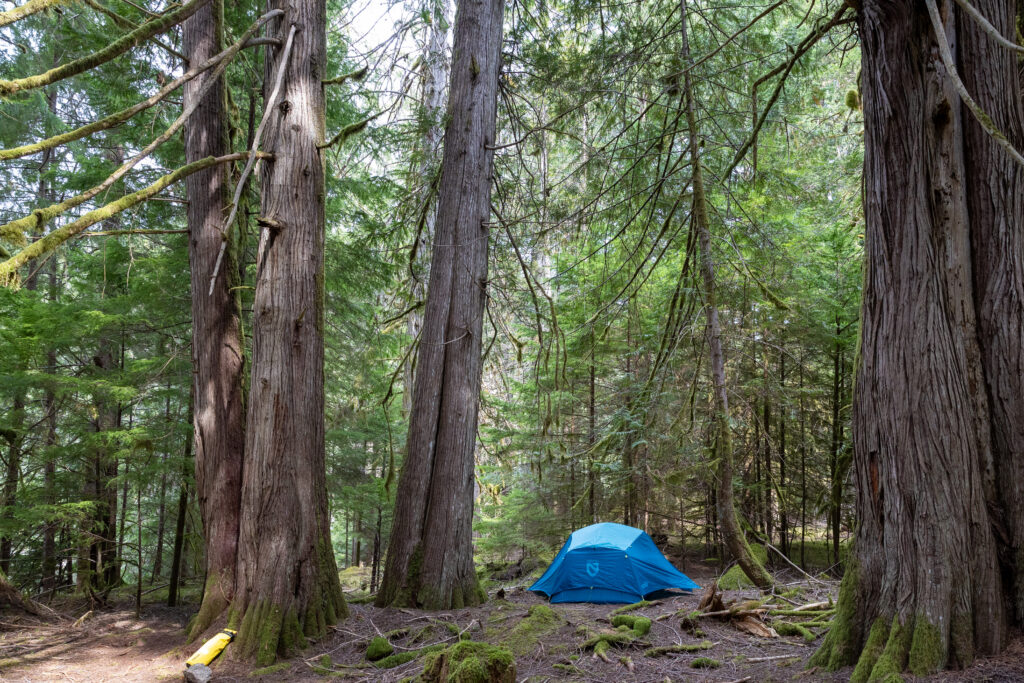 Tent pitched among old-growth trees at a forest campsite in the Discovery Islands