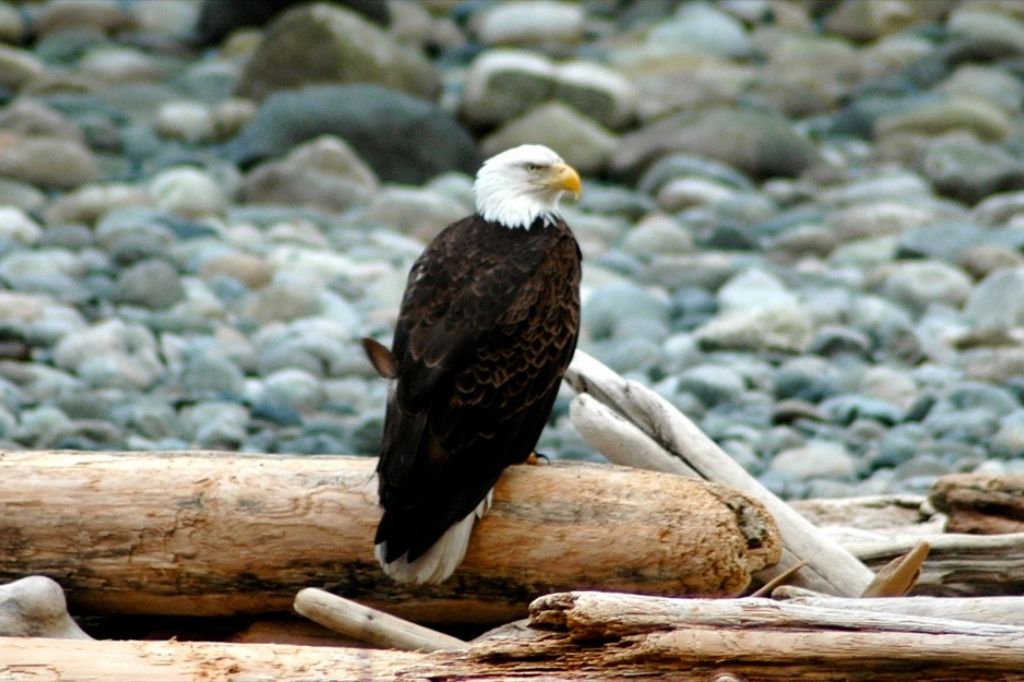 a bald eagle sitting on top of a log