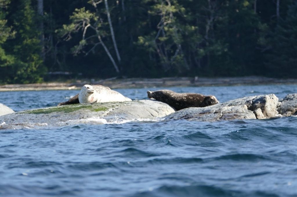 a seal laying on top of a rock in the water