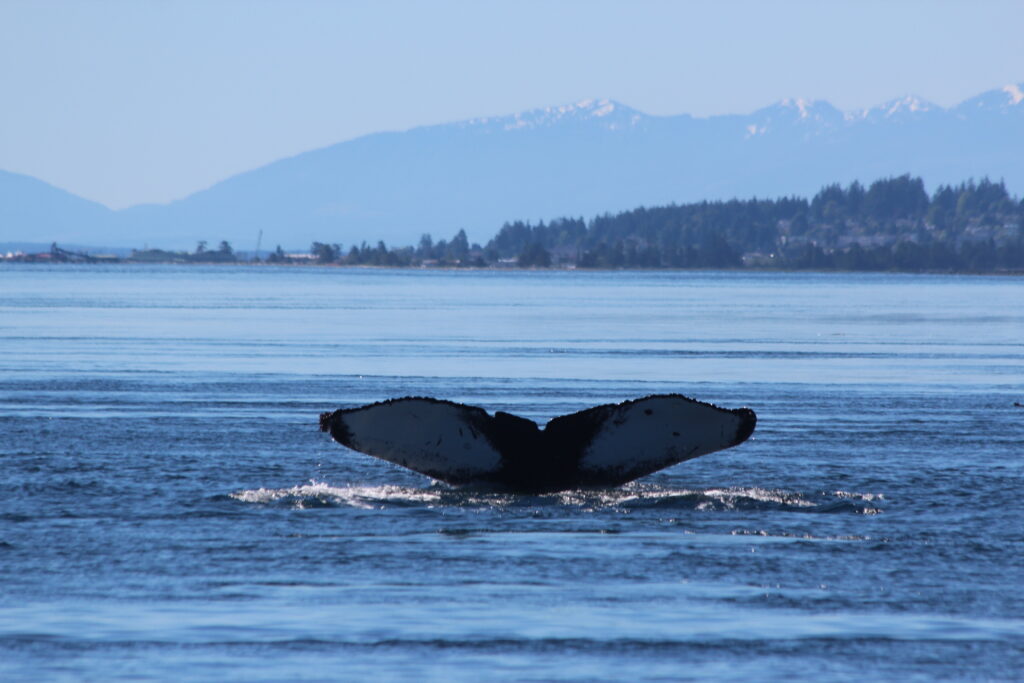 Quadra Island Kayak Day Tours | Wildcoast Adventures