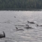 crww boat and dolphins