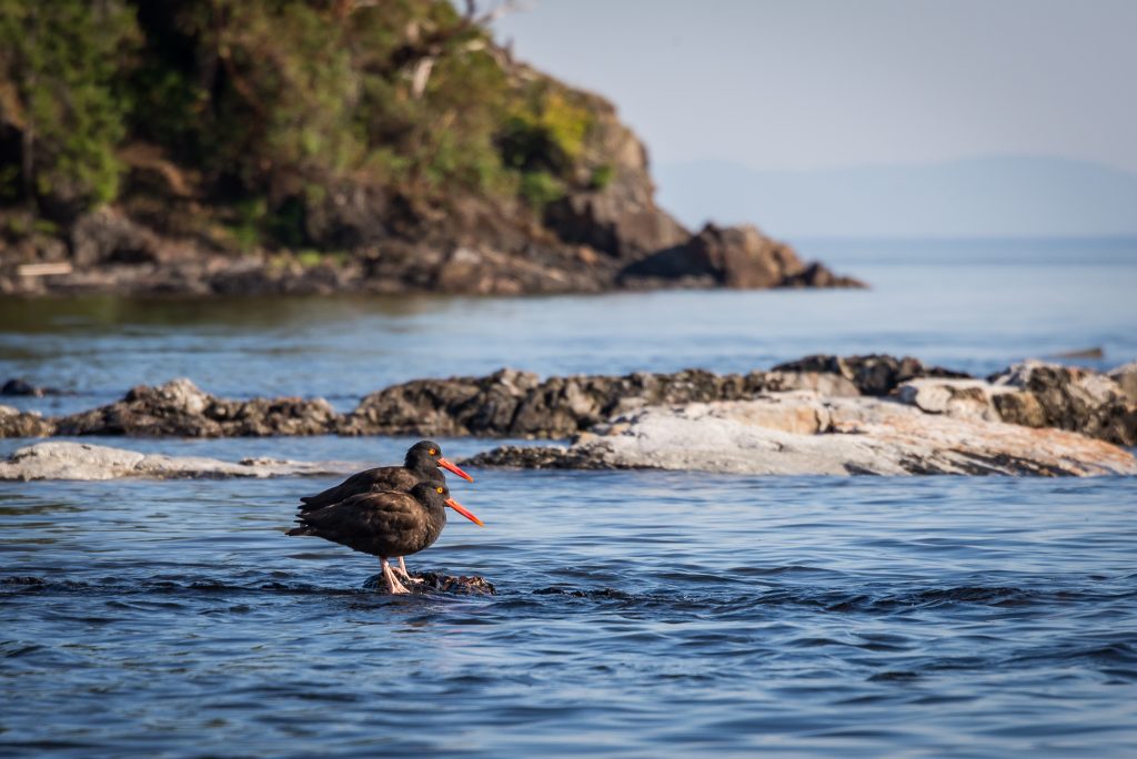 pacific-northwest-birds-black-oystercatcher