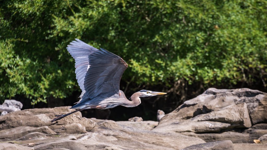 pacific-northwest-birds-great-blue-heron