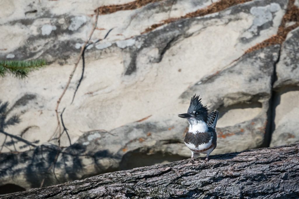 pacific-northwest-birds-belted-kingfisher