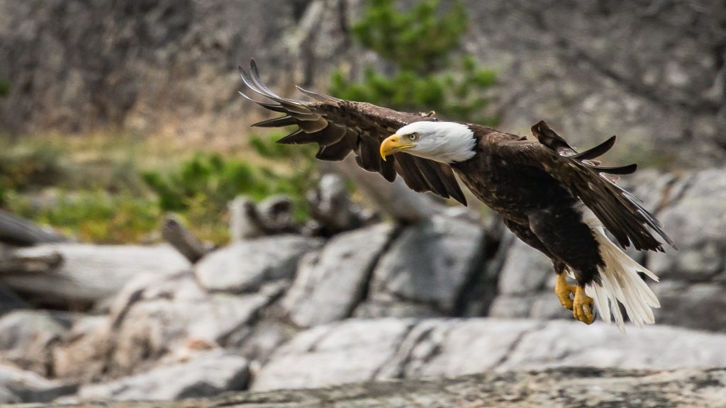 pacific-northwest-birds-bald-eagle