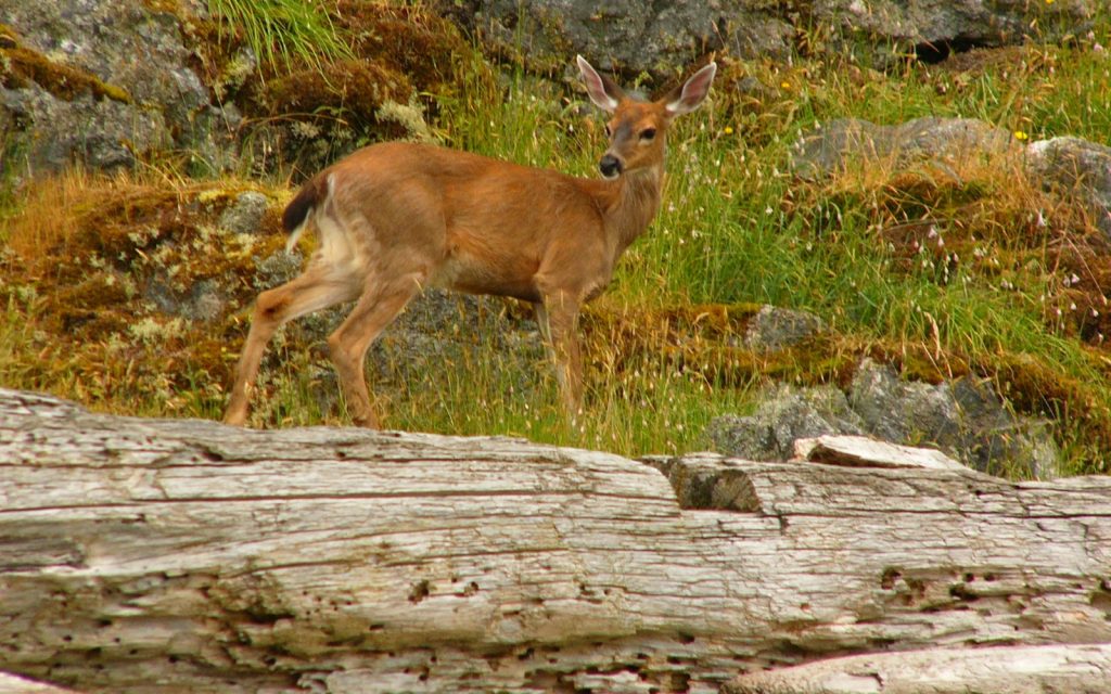 Black Tailed Deer