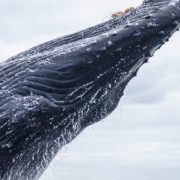 discovery-islands-1261-humpback-whale-breaching