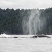 discovery-islands-1264-humpback-whales