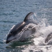discovery-islands-1266-pacific-white-sided-dolphins