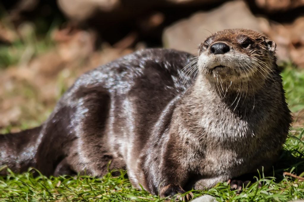 river otter