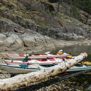 whales-wildlife-wilderness-kayaking- (5) trips